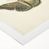 Blue and Beige Butterfly Grunge Art - Abstract Canvas Print Decor