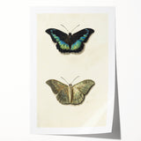 Blue and Beige Butterfly Grunge Art - Abstract Canvas Print Decor