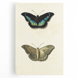 Blue and Beige Butterfly Grunge Art - Abstract Canvas Print Decor