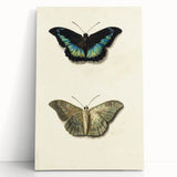 Blue and Beige Butterfly Grunge Art - Abstract Canvas Print Decor