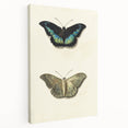 Blue and Beige Butterfly Grunge Art - Abstract Canvas Print Decor