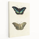 Blue and Beige Butterfly Grunge Art - Abstract Canvas Print Decor