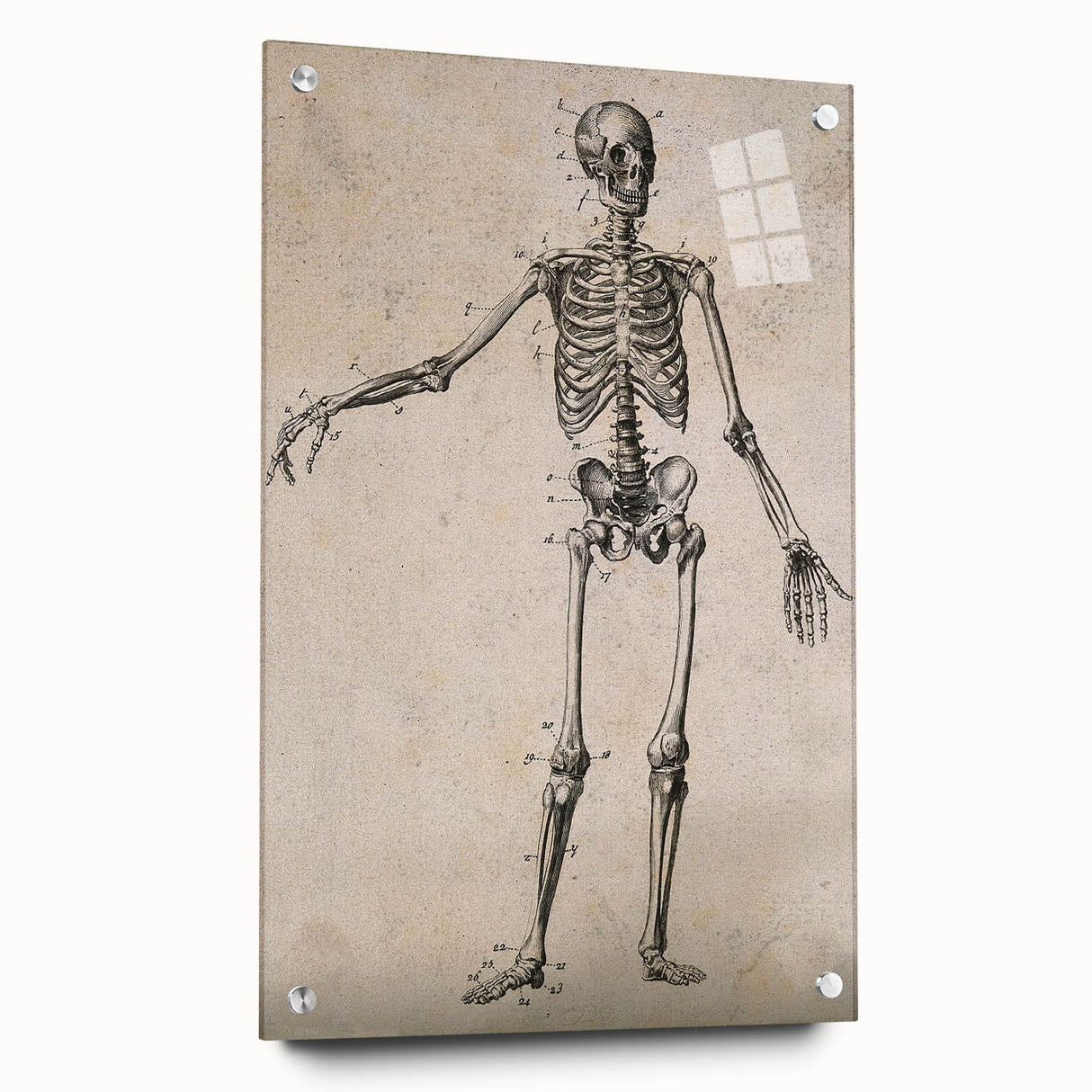 Abstract Grunge Skeleton Canvas Print - Modern Grunge Wall Art Decor