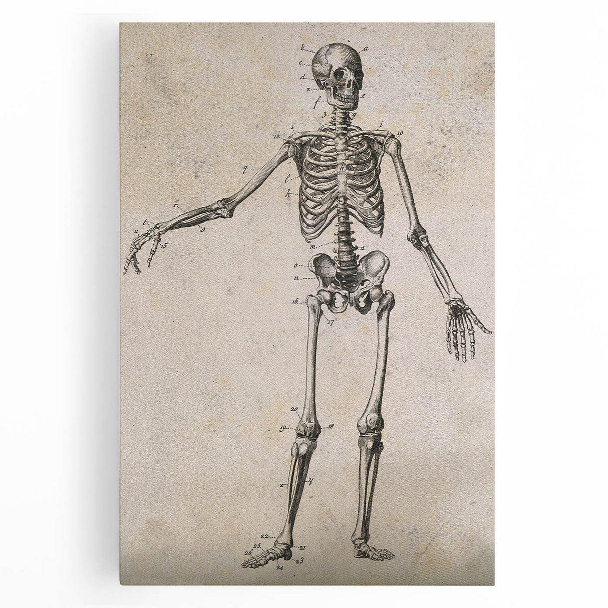 Abstract Grunge Skeleton Canvas Print - Modern Grunge Wall Art Decor