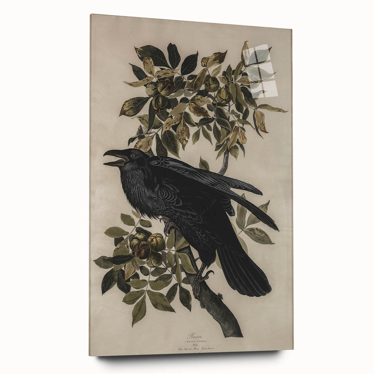 Grunge Wall Art - Vintage Raven Print on Stretched Canvas or Acrylic Glass