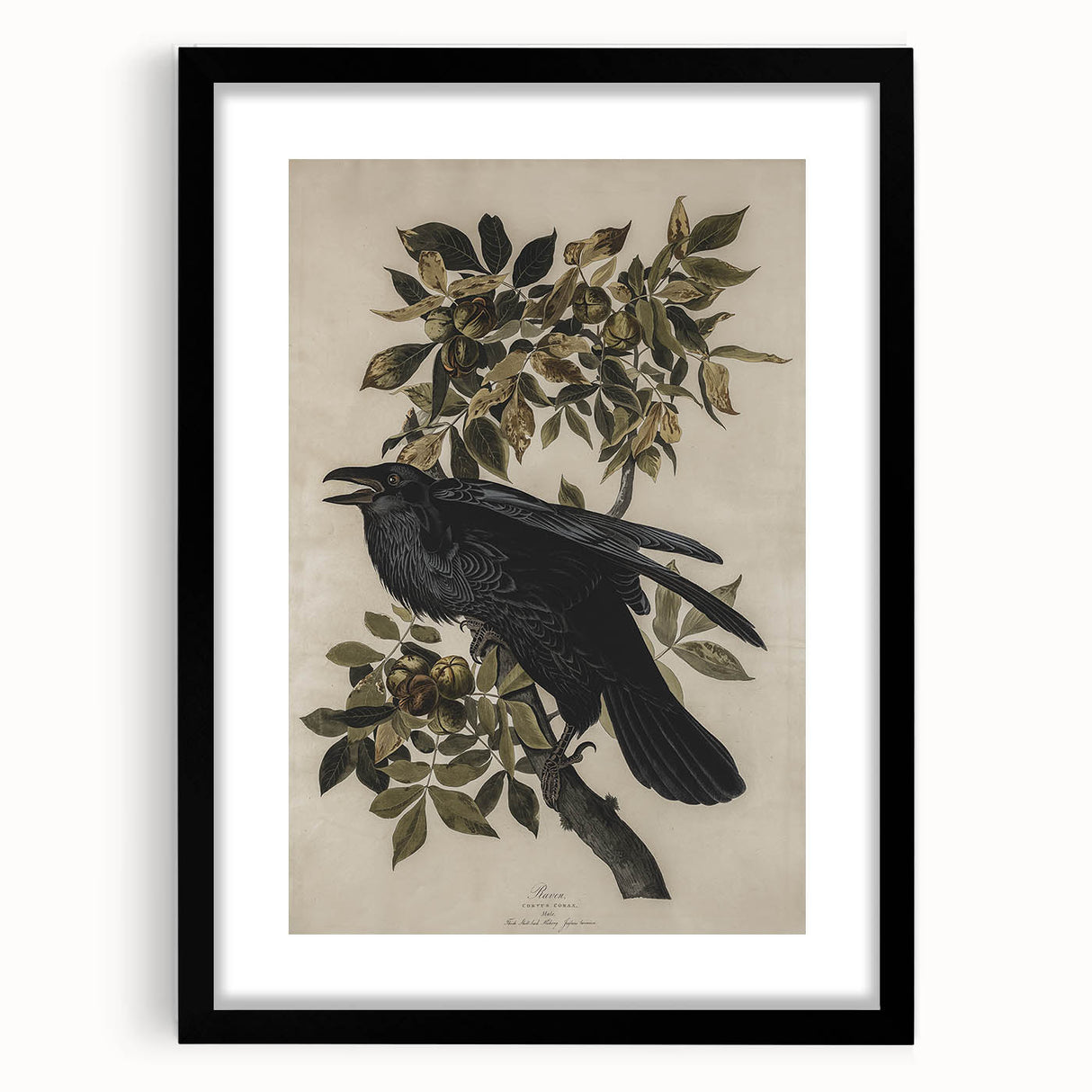 Grunge Wall Art - Vintage Raven Print on Stretched Canvas or Acrylic Glass