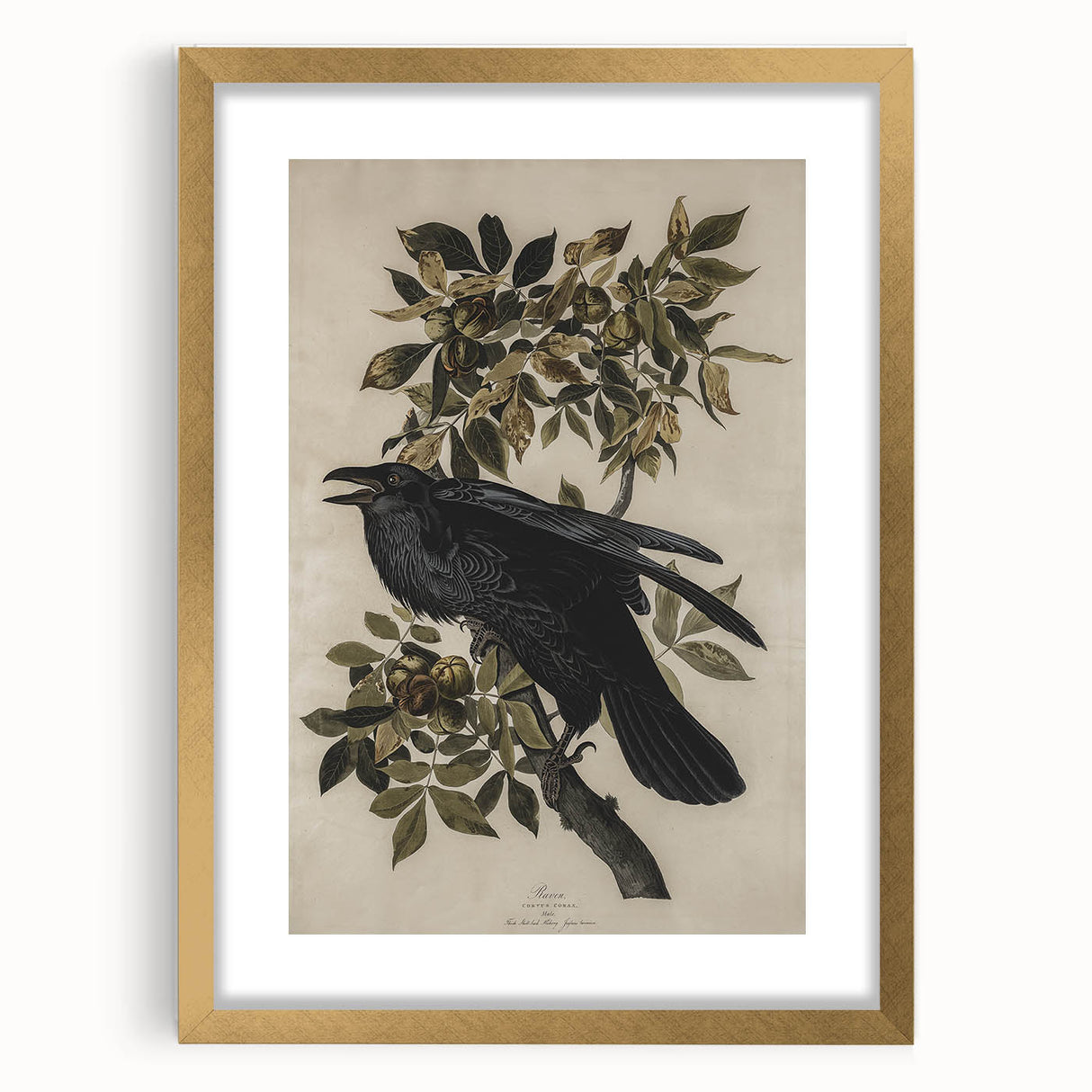 Grunge Wall Art - Vintage Raven Print on Stretched Canvas or Acrylic Glass