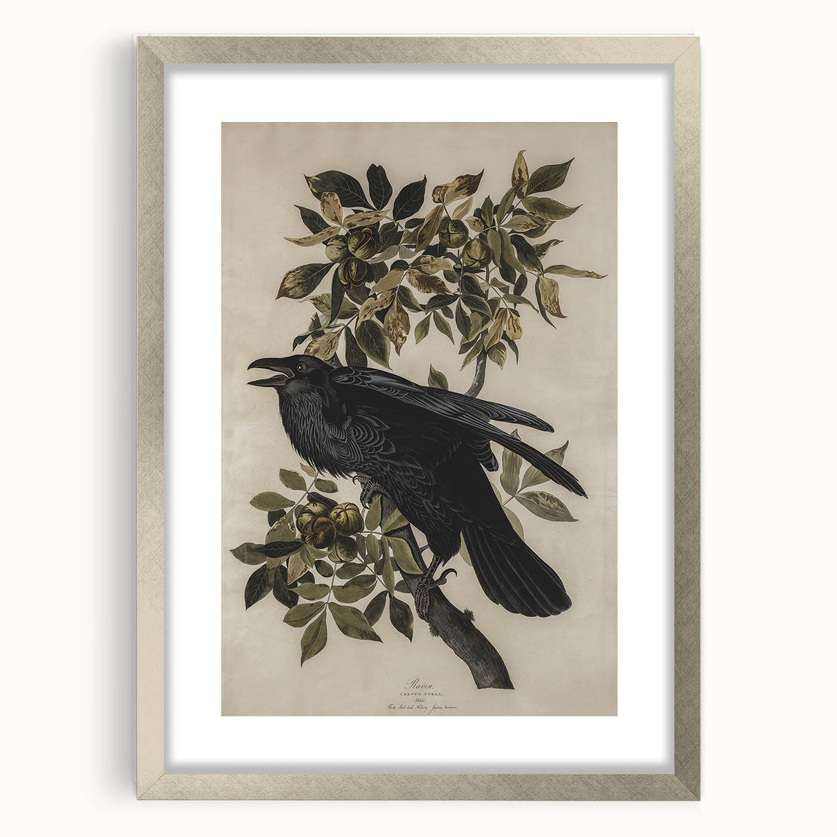 Grunge Wall Art - Vintage Raven Print on Stretched Canvas or Acrylic Glass