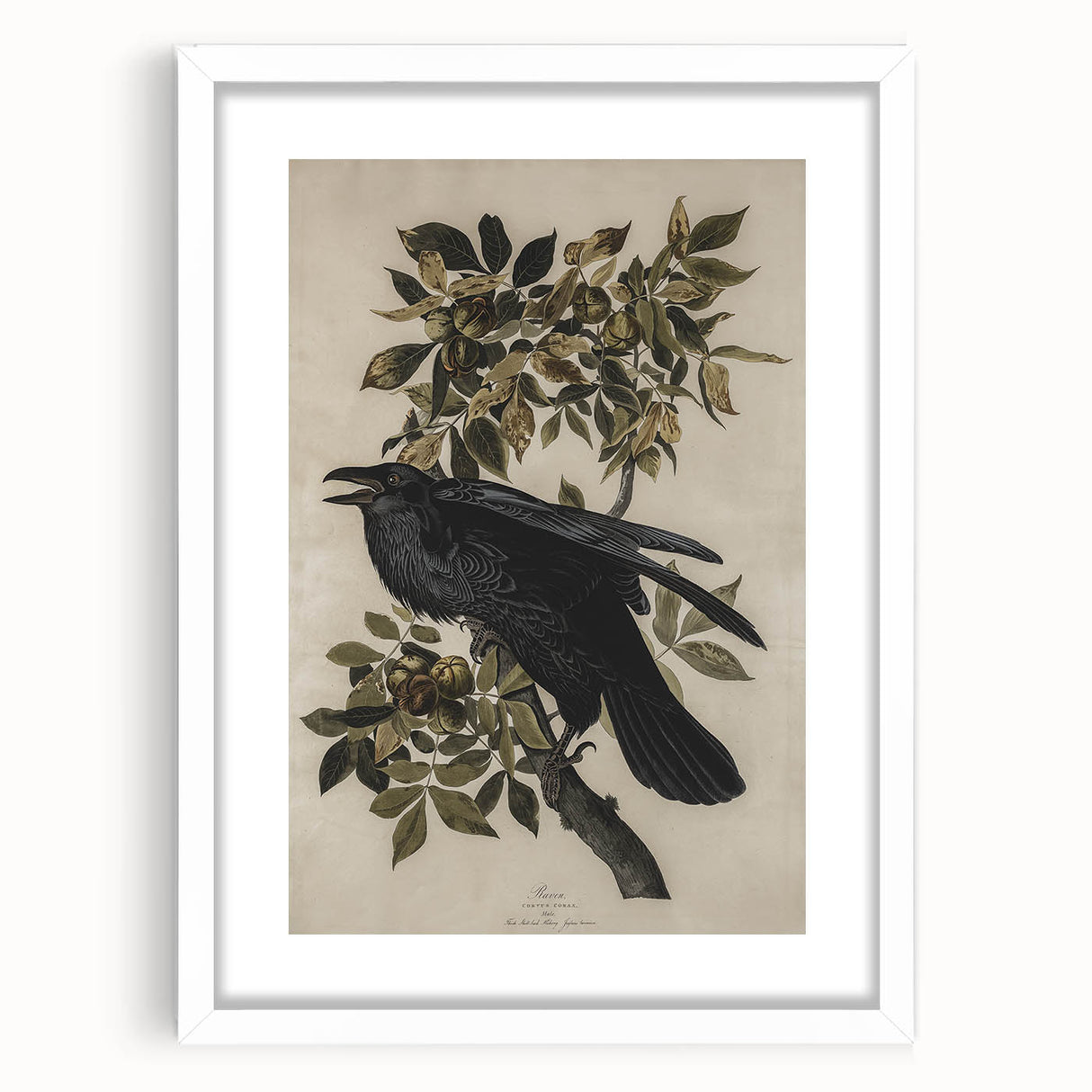Grunge Wall Art - Vintage Raven Print on Stretched Canvas or Acrylic Glass