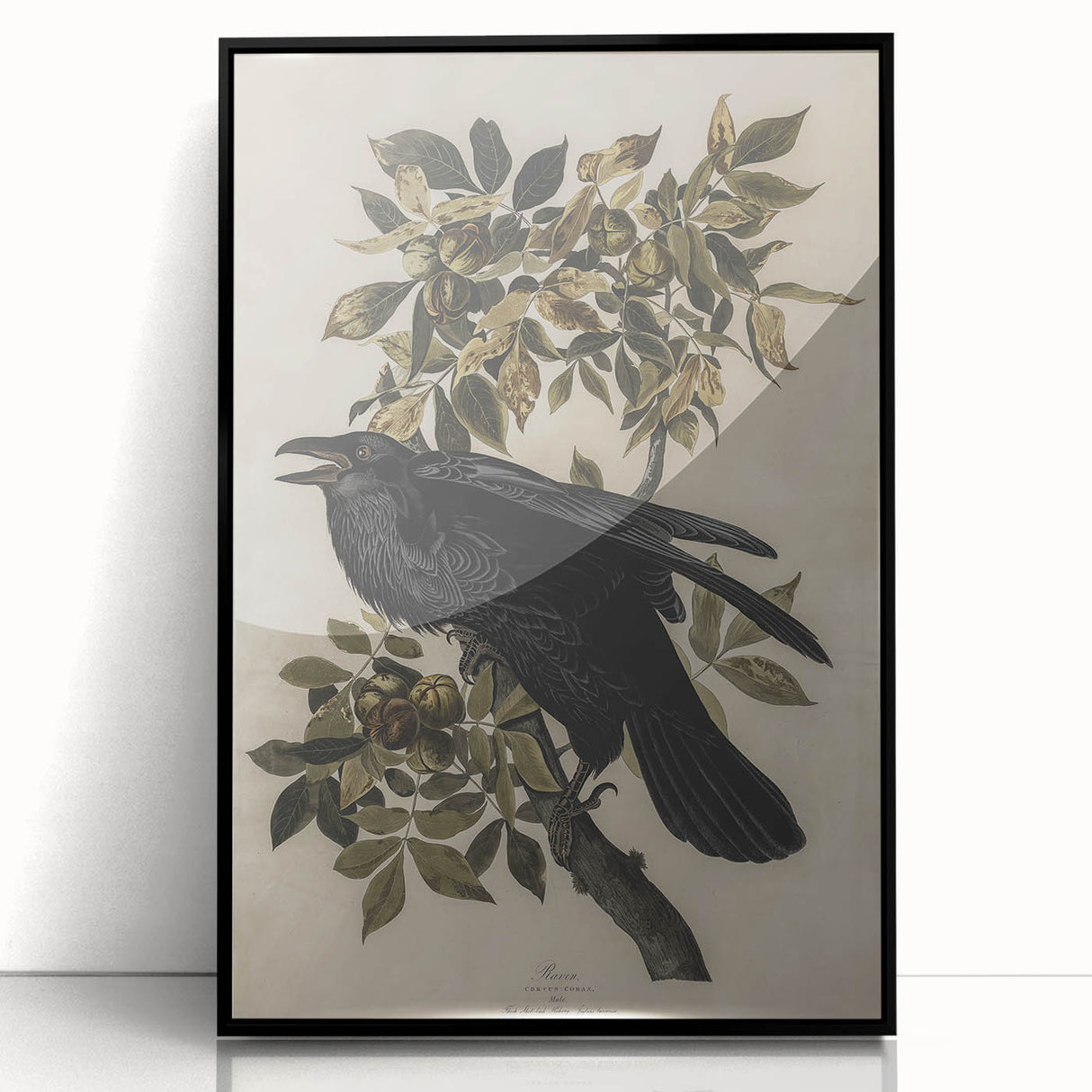 Grunge Wall Art - Vintage Raven Print on Stretched Canvas or Acrylic Glass