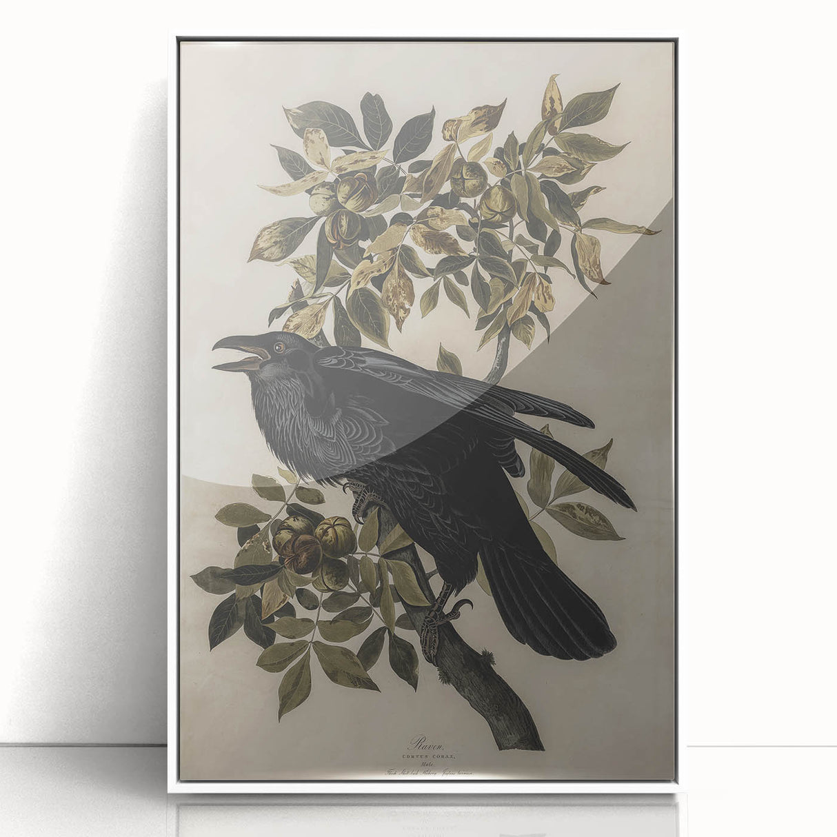 Grunge Wall Art - Vintage Raven Print on Stretched Canvas or Acrylic Glass