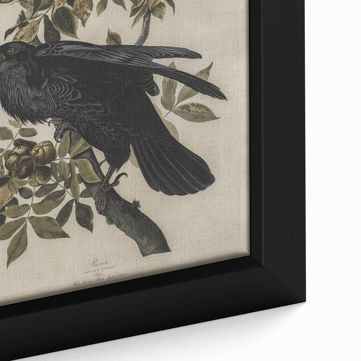 Grunge Wall Art - Vintage Raven Print on Stretched Canvas or Acrylic Glass