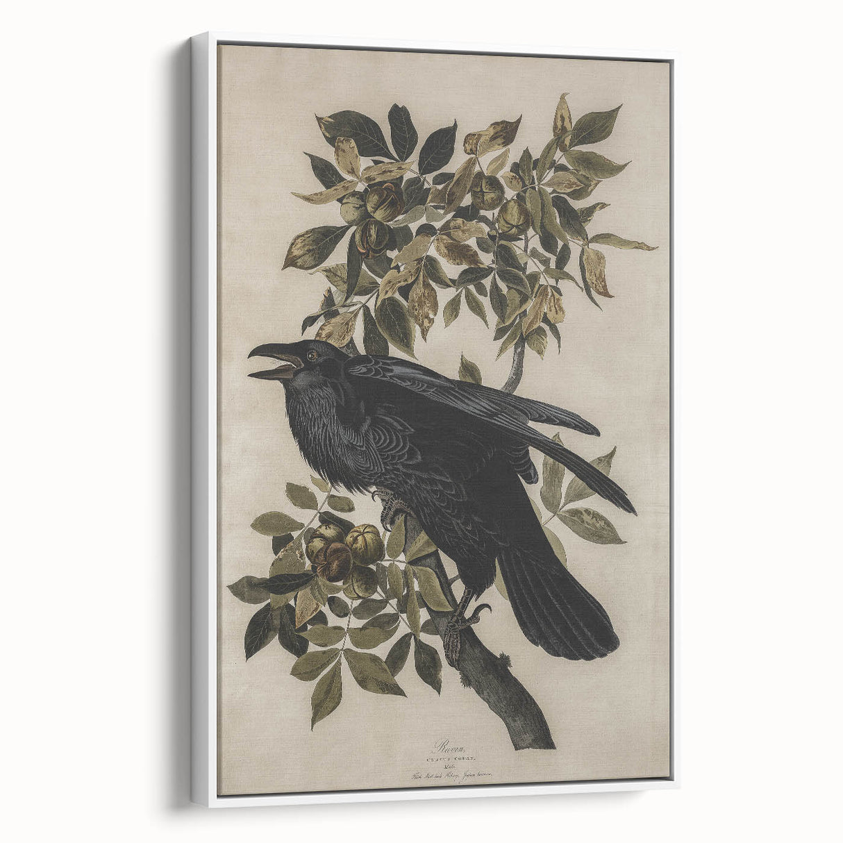 Grunge Wall Art - Vintage Raven Print on Stretched Canvas or Acrylic Glass