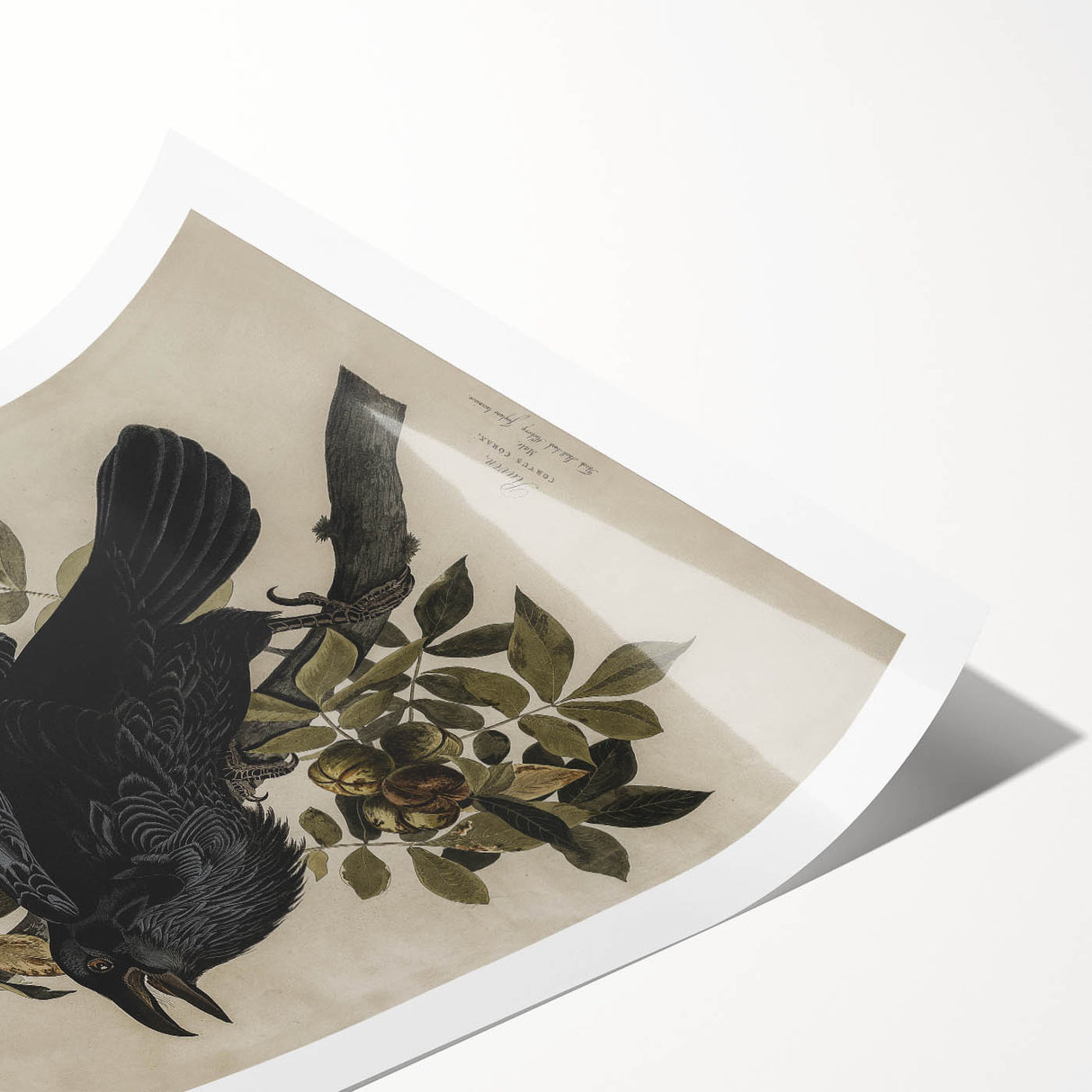 Grunge Wall Art - Vintage Raven Print on Stretched Canvas or Acrylic Glass