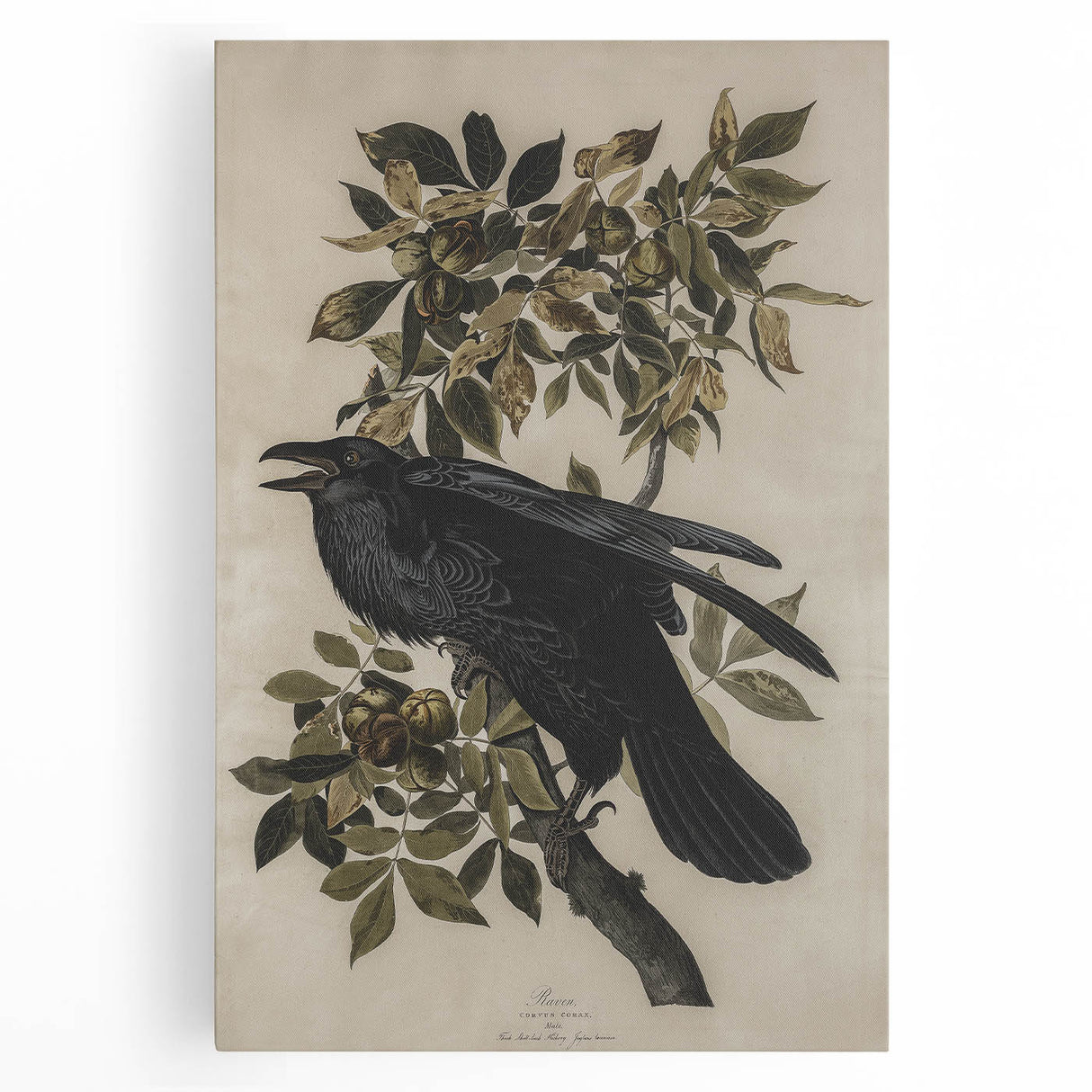 Grunge Wall Art - Vintage Raven Print on Stretched Canvas or Acrylic Glass