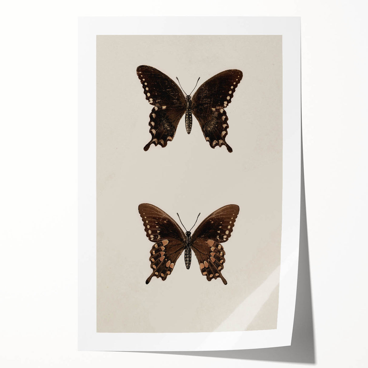 Vintage Grunge Art - Dark Butterfly Grunge Canvas Print - Urban Grunge Art