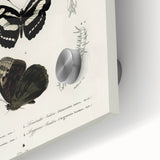 Butterfly Anatomy Grunge Art - Distressed Black and White Canvas Print