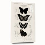 Butterfly Anatomy Grunge Art - Distressed Black and White Canvas Print