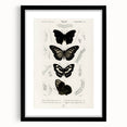 Butterfly Anatomy Grunge Art - Distressed Black and White Canvas Print
