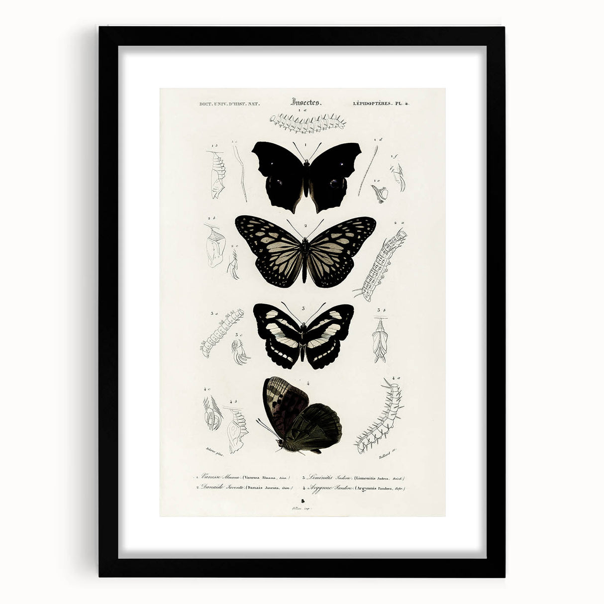 Butterfly Anatomy Grunge Art - Distressed Black and White Canvas Print