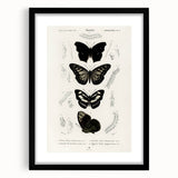 Butterfly Anatomy Grunge Art - Distressed Black and White Canvas Print