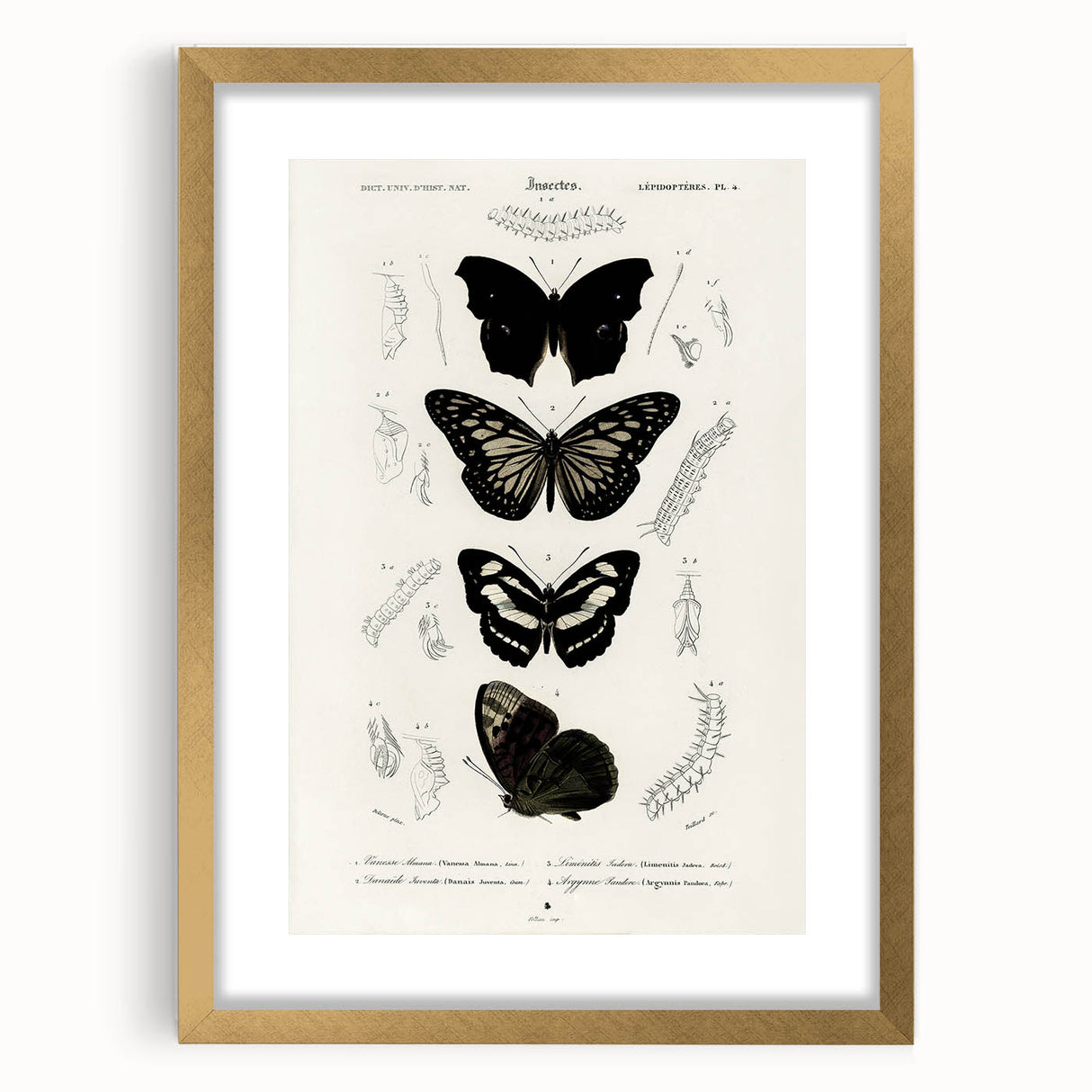 Butterfly Anatomy Grunge Art - Distressed Black and White Canvas Print