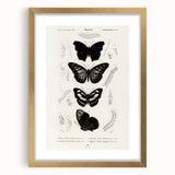 Butterfly Anatomy Grunge Art - Distressed Black and White Canvas Print