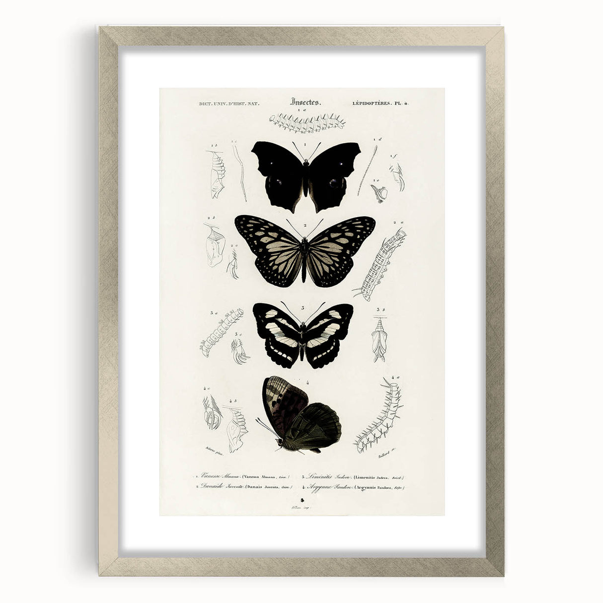 Butterfly Anatomy Grunge Art - Distressed Black and White Canvas Print