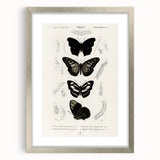 Butterfly Anatomy Grunge Art - Distressed Black and White Canvas Print