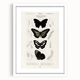 Butterfly Anatomy Grunge Art - Distressed Black and White Canvas Print