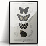 Butterfly Anatomy Grunge Art - Distressed Black and White Canvas Print