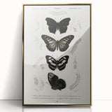 Butterfly Anatomy Grunge Art - Distressed Black and White Canvas Print