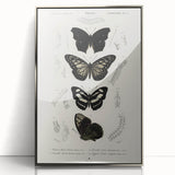 Butterfly Anatomy Grunge Art - Distressed Black and White Canvas Print