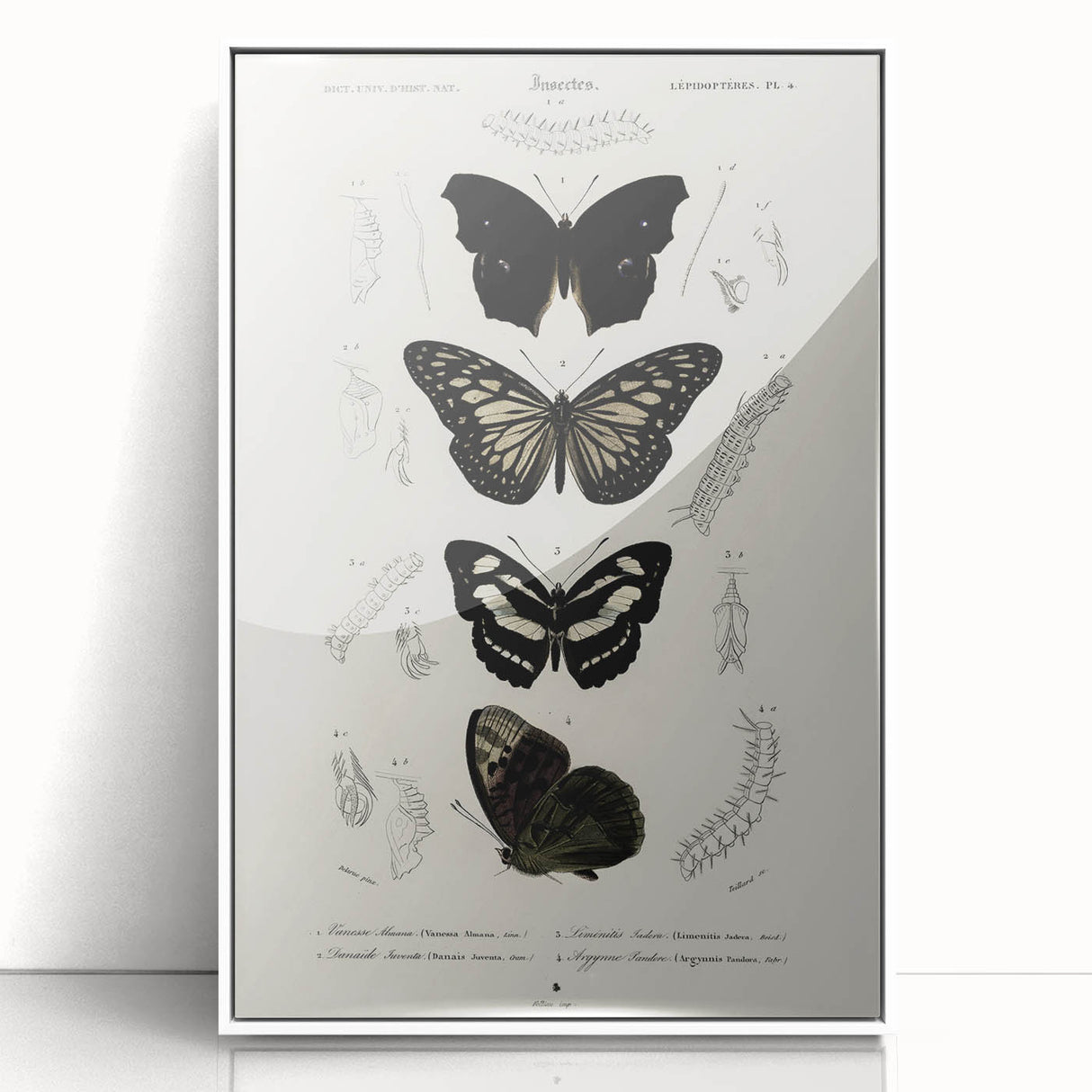 Butterfly Anatomy Grunge Art - Distressed Black and White Canvas Print