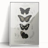 Butterfly Anatomy Grunge Art - Distressed Black and White Canvas Print