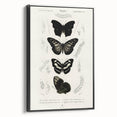 Butterfly Anatomy Grunge Art - Distressed Black and White Canvas Print
