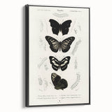 Butterfly Anatomy Grunge Art - Distressed Black and White Canvas Print