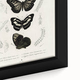Butterfly Anatomy Grunge Art - Distressed Black and White Canvas Print