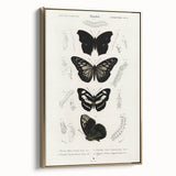 Butterfly Anatomy Grunge Art - Distressed Black and White Canvas Print