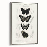Butterfly Anatomy Grunge Art - Distressed Black and White Canvas Print