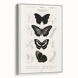 Butterfly Anatomy Grunge Art - Distressed Black and White Canvas Print