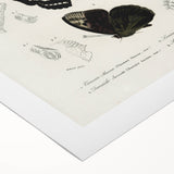 Butterfly Anatomy Grunge Art - Distressed Black and White Canvas Print