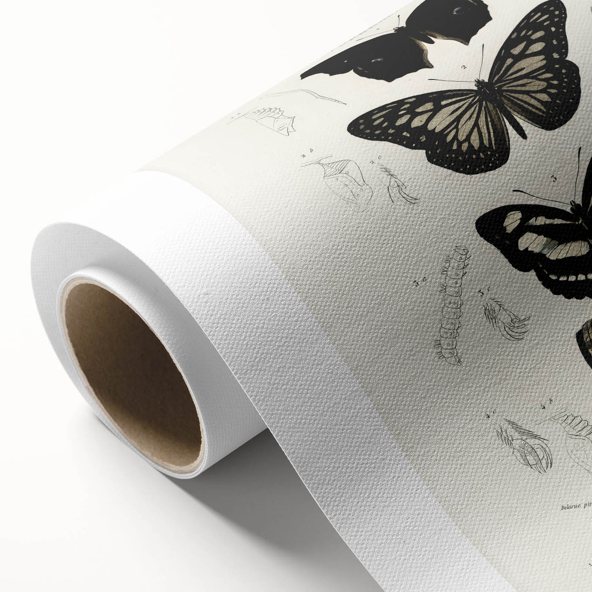 Butterfly Anatomy Grunge Art - Distressed Black and White Canvas Print