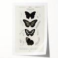 Butterfly Anatomy Grunge Art - Distressed Black and White Canvas Print