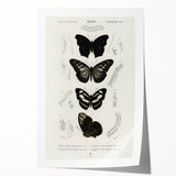 Butterfly Anatomy Grunge Art - Distressed Black and White Canvas Print