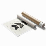 Butterfly Anatomy Grunge Art - Distressed Black and White Canvas Print