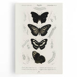 Butterfly Anatomy Grunge Art - Distressed Black and White Canvas Print