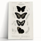 Butterfly Anatomy Grunge Art - Distressed Black and White Canvas Print