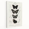 Butterfly Anatomy Grunge Art - Distressed Black and White Canvas Print