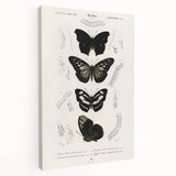 Butterfly Anatomy Grunge Art - Distressed Black and White Canvas Print